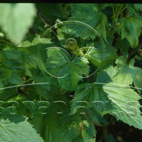 jemná pavučinka na listoch ríbezle