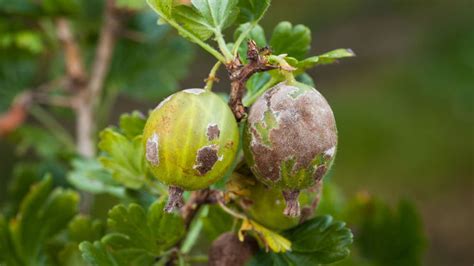 počiatočné štádium americkej múčnatky na výhonkoch