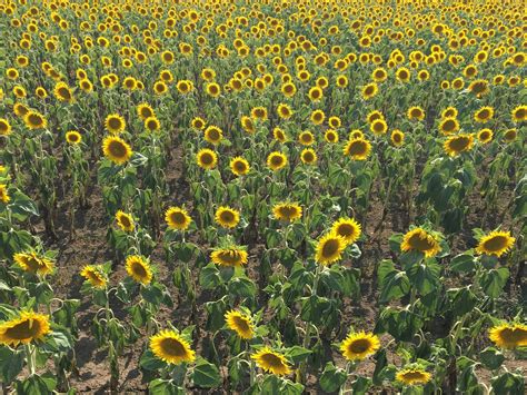 Fotografia zrelých hlávok slnečníc pripravených na zber semien