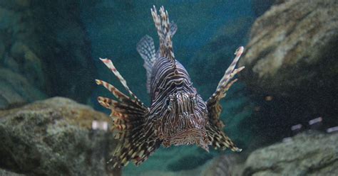 Ilustrácia rôznych tropických rýb v hre Minecraft