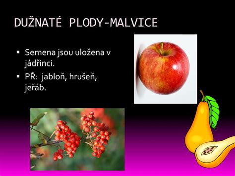 Schéma botanickej stavby jablone: koreňový systém, kmeň, konáre, kvety a plody (malvice)