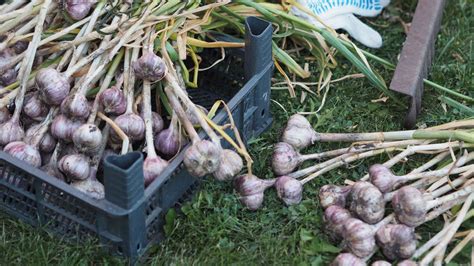 Zrelý cesnak pripravený na zber na slnečnom poli