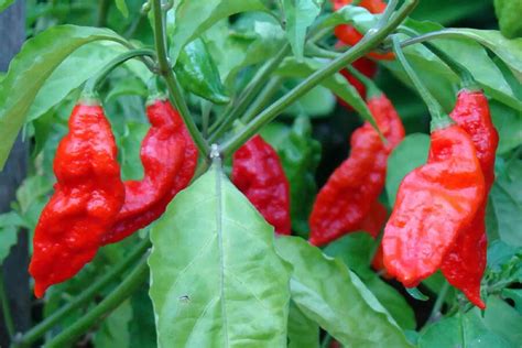 Ilustratívne foto papričiek Bhut Jolokia rôznych farieb (červená, biela, žltá)