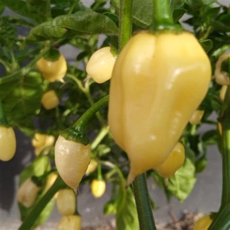 Porovnávacia tabuľka odrôd Bhut Jolokia - Red, White, Yellow s ich špecifikami