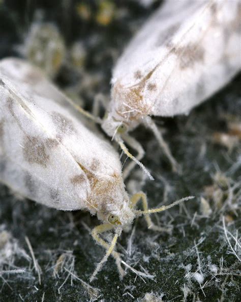 Fotografie plesne sivej (botrytída) a molice skleníkovej na chilli rastline