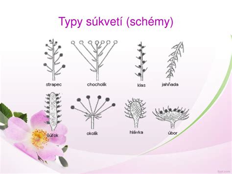 Schéma rastliny rumančeka: znázornenie dutého kvetného lôžka ako hlavného poznávacieho znaku