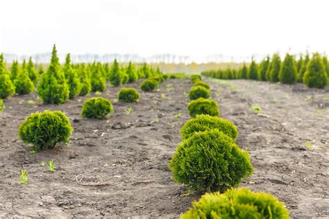Inštruktážna fotografia: Postup pri správnej výsadbe krušpánu do kvetináča s drenážnou vrstvou