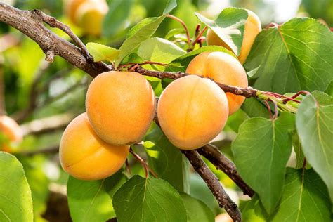 Schéma výsadby a rezu marhule Aurora v záhrade