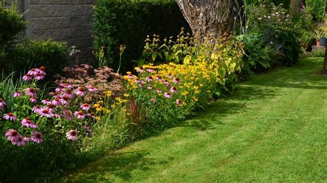 Záhon s kombináciou rôznych druhov žlto kvitnúcich trvaliek (rudbekie, krásky a kamzičníky)