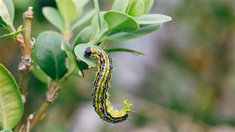 húsenice vijačky krušpánovej