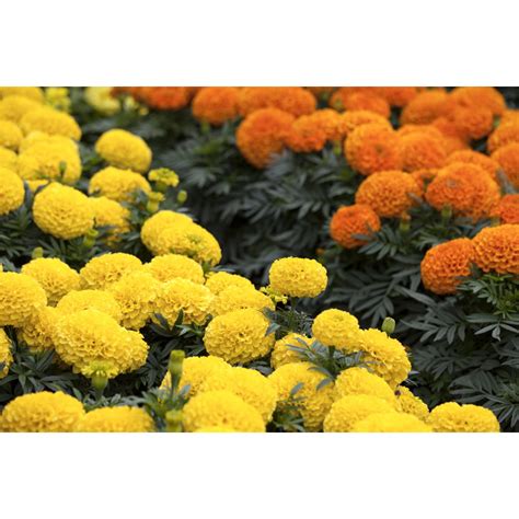 Záhon plný pestrofarebných aksamietnic v žltých a oranžových odtieňoch