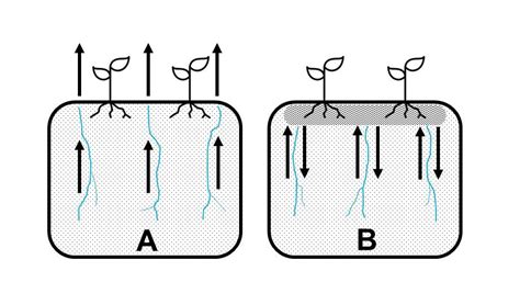 Schéma znázorňujúca vplyv rašeliny na štruktúru pôdy, prevzdušnenie a zadržiavanie vlahy v koreňovej zóne.
