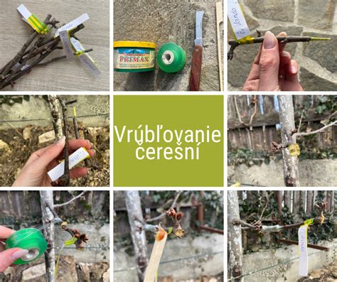 Schéma rezu vrúbľa a podpníka pri štepení (kopulácia alebo štepenie pod kôru)