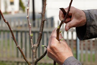 Ilustrácia postupu štepenia do rázštepu