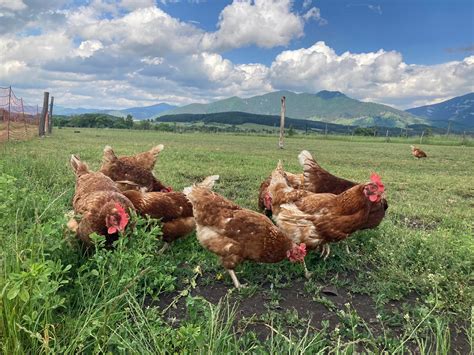 Tematické foto sliepok vo výbehu na zelenej tráve na jar