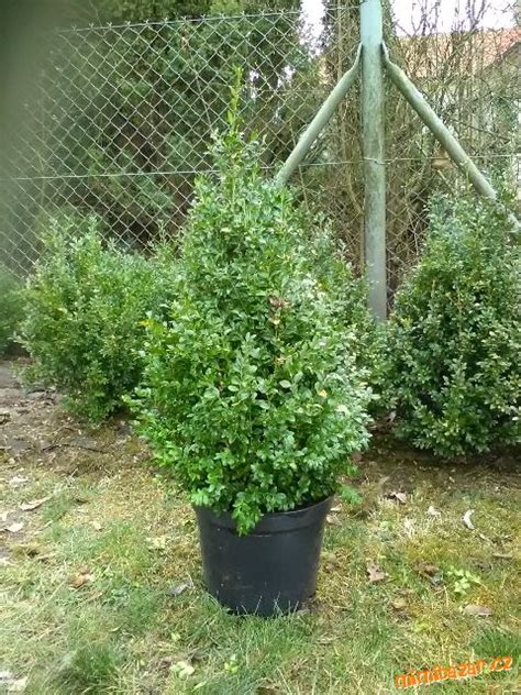 ilustračné foto zimostrázu v záhrade, solitérny tvarovaný buxus