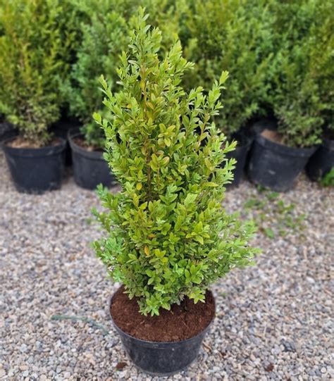 obrázok osoby hnojiacej buxus
