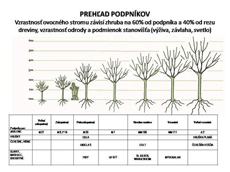 Porovnanie koreňových systémov generatívnych (hlboký kolový koreň) a vegetatívnych (husté vlásočnice) podpníkov