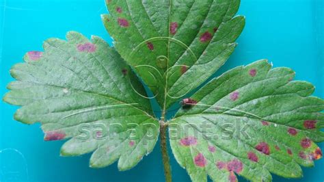 Detail poškodených cibuľových listov plesňou alebo škodcami