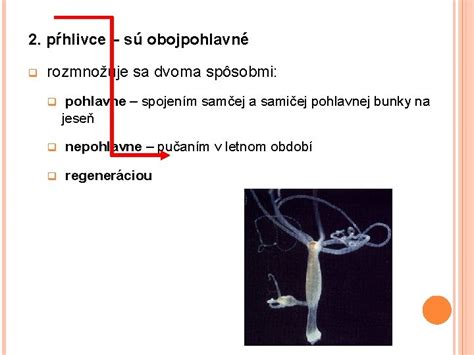 Schéma samčej a samičej pohlavnej bunky (spermie a vajíčka)