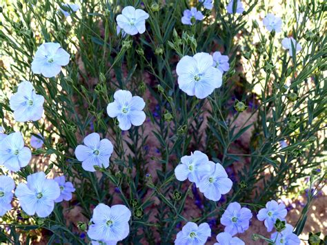 Botanická schéma ľanu siateho s detailom tobolky a semien