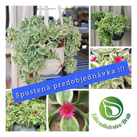 Schéma ideálneho umiestnenia gerbery na svetlom mieste s rozptýleným svetlom