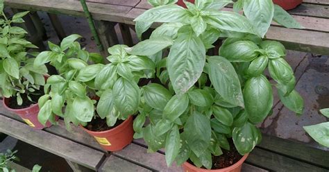 Zmes rôznych druhov bazalky v kvetináčoch s označením ich názvov