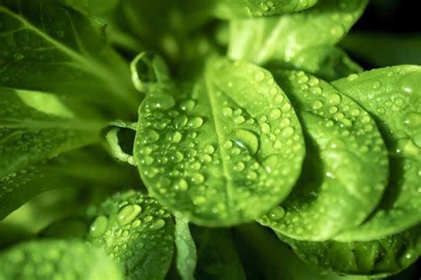 Detailný záber na listy bazalky s kvapkami vody, symbolizujúci sviežosť a zdravie