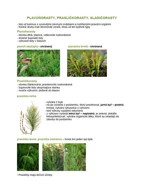 Schéma vnútornej štruktúry stonky s uzlami, článkami a cievnymi zväzkami