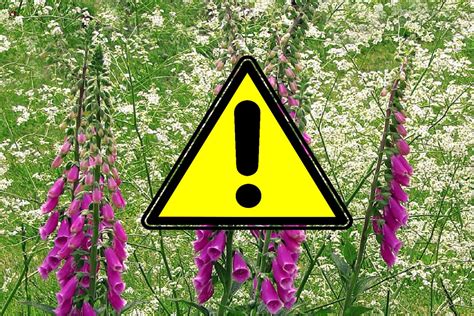 Bezpečnostné upozornenie: symbol nebezpečenstva, jedovatá rastlina