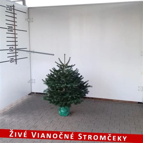 Foto: mandragora pestovaná v kvetináči