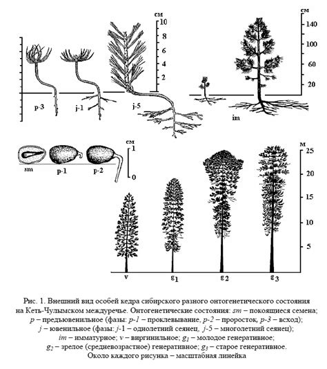 Schéma rastu smreka a jeho hlavných anatomických častí (ihlice, šišky, koreňový systém)