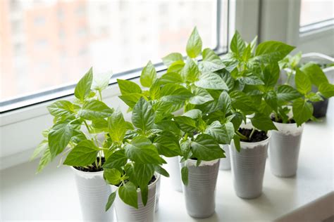 fotografia: záhradník zalieva mladé priesady rozprašovačom