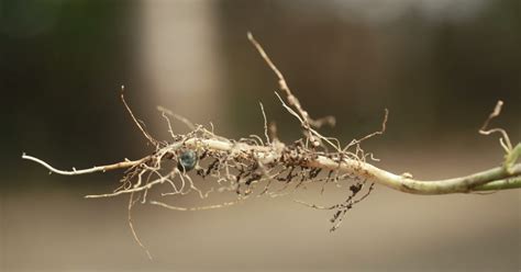 ilustrácia: korene rastlín s mykoríznymi hubami