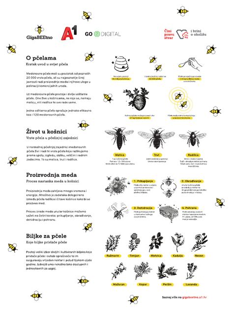 infografika o najčastejších chorobách a škodcoch tují s vizuálnymi príkladmi