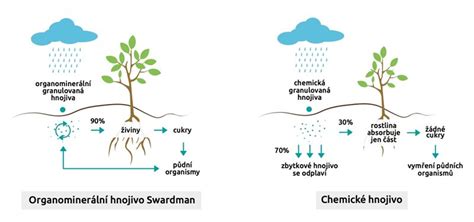 Ilustrácia výsadbovej jamy s drenážnou vrstvou a pridaním organického hnojiva