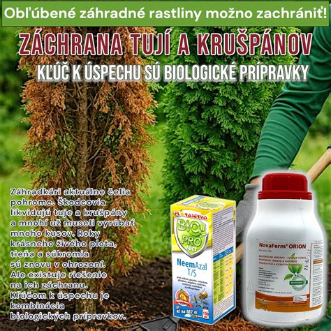 Detailne zobrazené príznaky hubových ochorení na ihličí tují