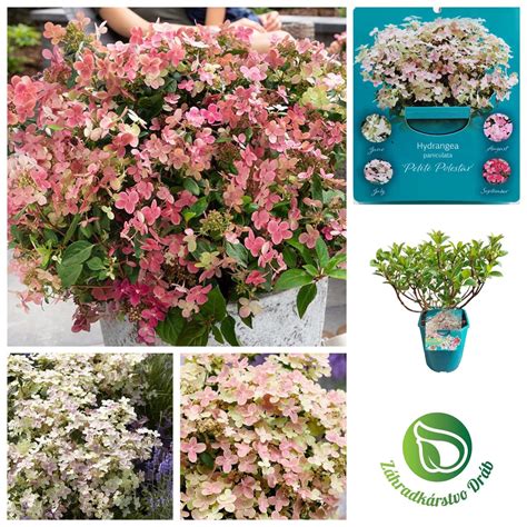 Rôzne typy a farby kvetov hortenzie veľkolistej