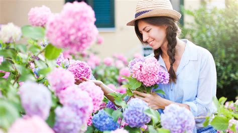 Ukážka vplyvu pH pôdy na farbu kvetov hortenzie