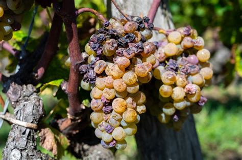 Ilustrácia bežných ochorení hortenzií: múčnatka a pleseň sivá