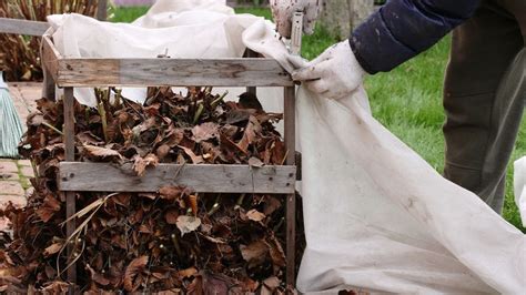 Zazimovanie hortenzie: mulčovanie a ochrana netkanou textíliou