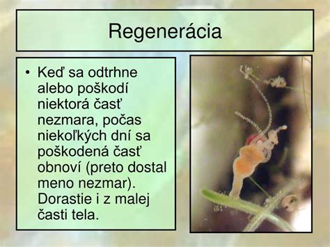 Ilustrácia nezmara s púčikom, ako príklad nepohlavného rozmnožovania.