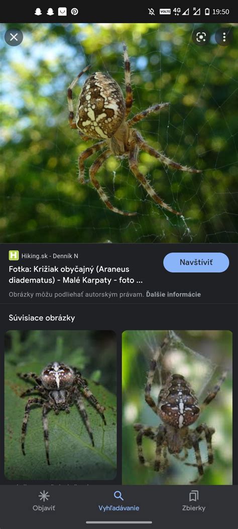 Detailné zobrazenie samca pavúka s bulbusmi a tibiálnymi hákmi.