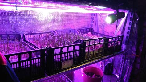 Škôlka chilli sadeničiek s umelým osvetlením