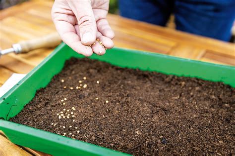 výsev zeleniny v interiéri