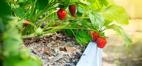 Fotografia jahôd a rôznych byliniek vo vyvýšenom záhone