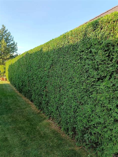 ilustrácia správneho strihu živého plotu