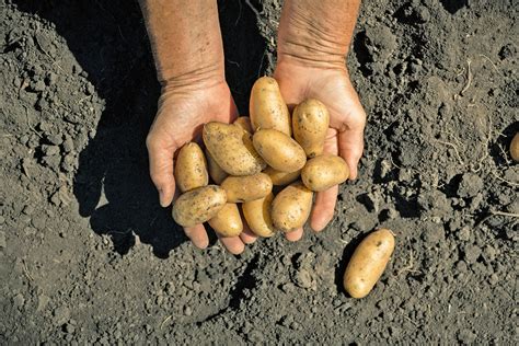 vizualizácia nutričného zloženia zemiakov