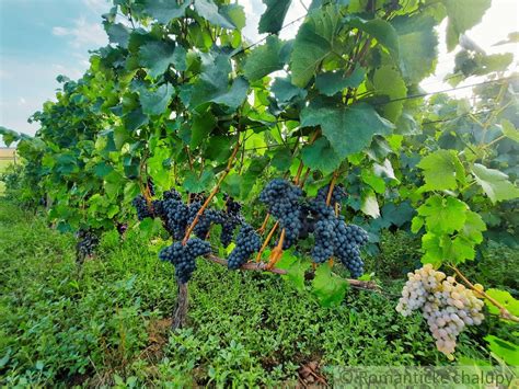 Tematické foto vinohradu s odolnými odrodami viniča