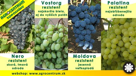 Infografika: Porovnanie odolnej a neodoľnej odrody viniča